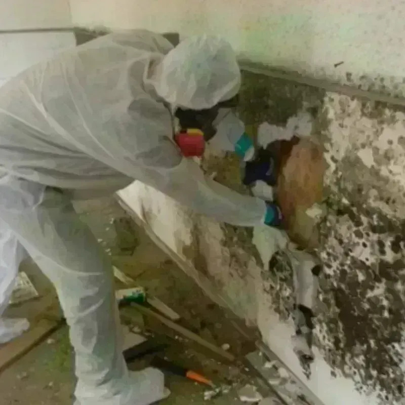 Mold Remediation and Removal in Silver Hill, MD